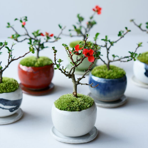 B300s ミニ盆栽鉢　7個　1セット　鑑賞　植木 産地直送 白鳥花 Mサイズ 鉢色 藍（受け皿セット）／山形 石木花