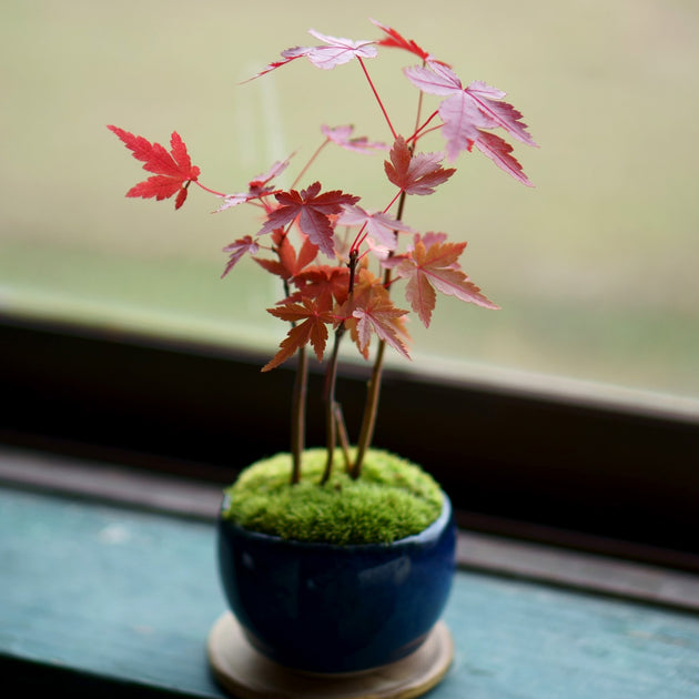 石木花 ヤマモミジ｜自宅で楽しむ四季の紅葉｜ギフトにも最適なミニ