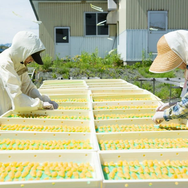 北海道・留萌の老舗「井原水産」スタッフが、黄金色に仕上がった数の子を屋外でトレーに並べ一粒ずつ手作業で選別する