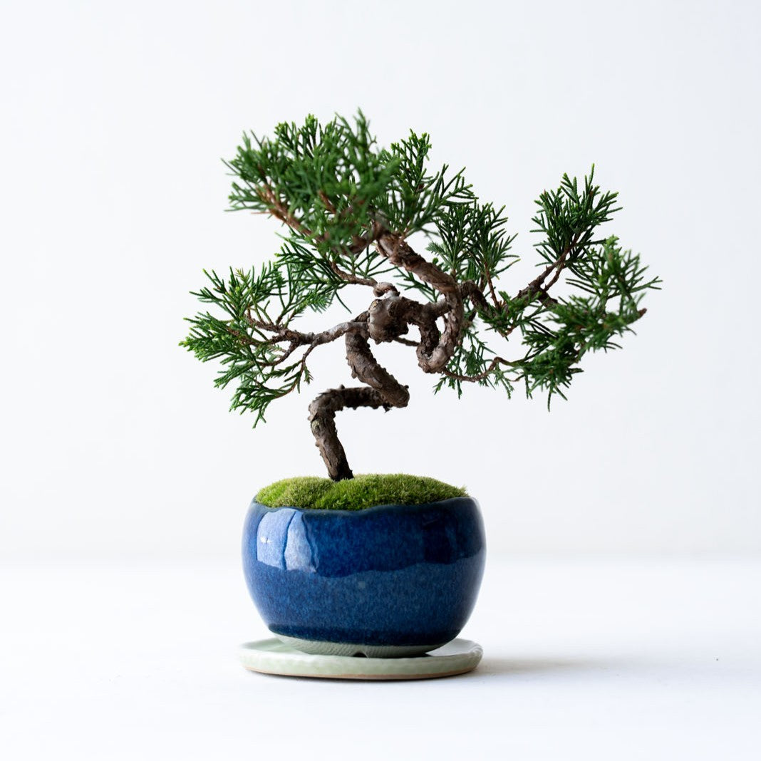 石木花 糸魚川シンパク（受け皿セット） ギフトにも最適なミニ盆栽
