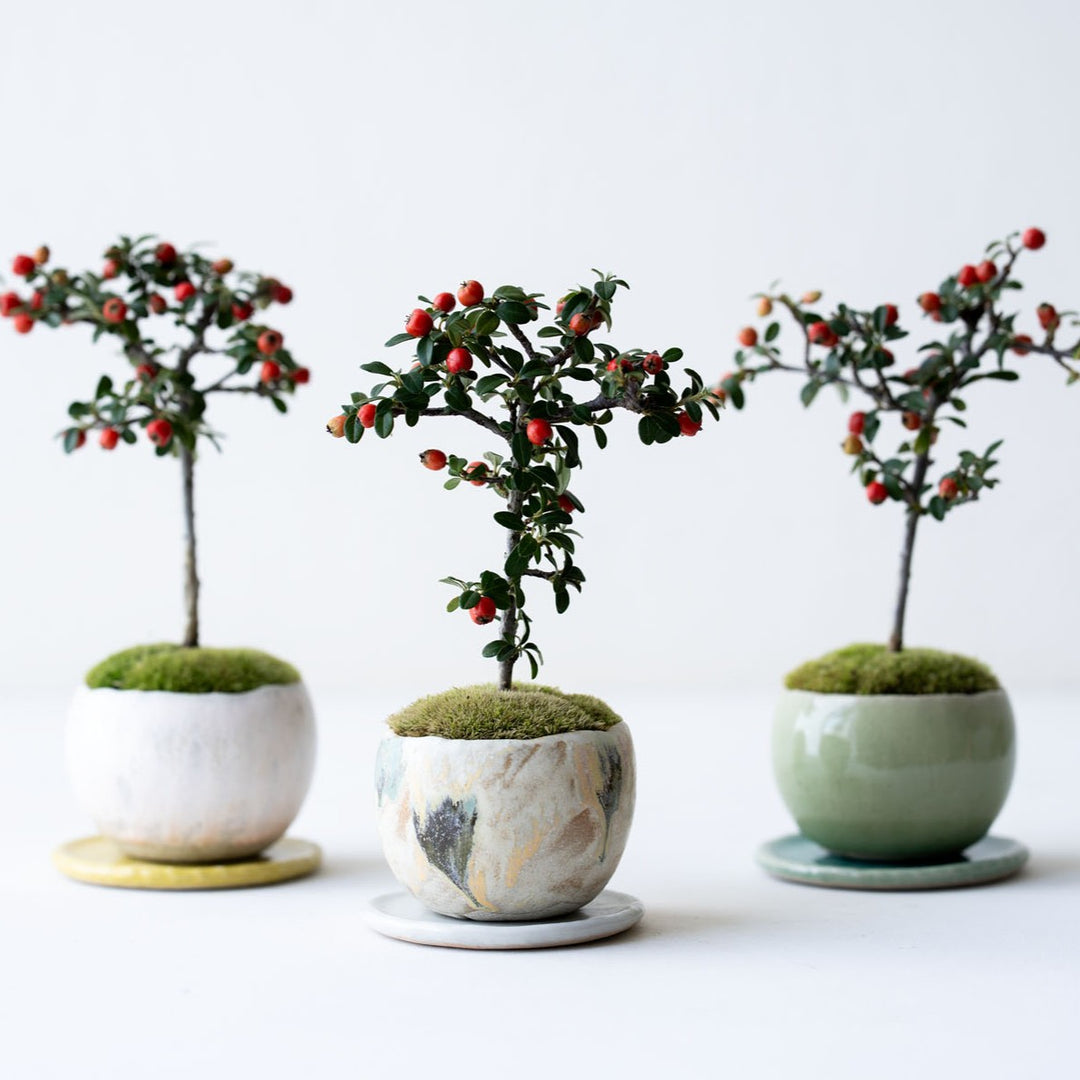 超希少　コケ付 木化石 縦40センチ弱、重量16キログラム超えの巨大な珪化木（Petrified