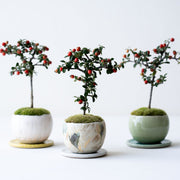 鉢色に合わせたお皿も一緒に届きますので<br>開封してすぐに飾っていただけます