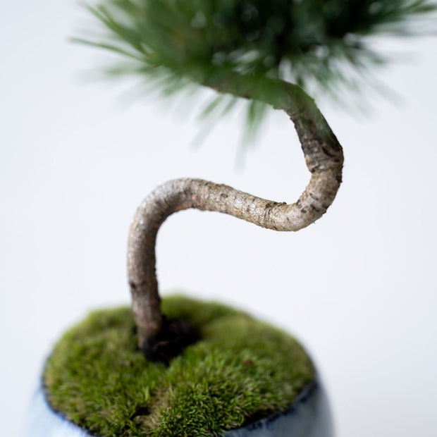 くねっとした幹が特徴