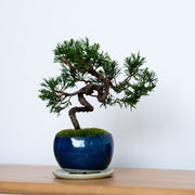 清らかな空気を纏い、余白に深い安らぎを