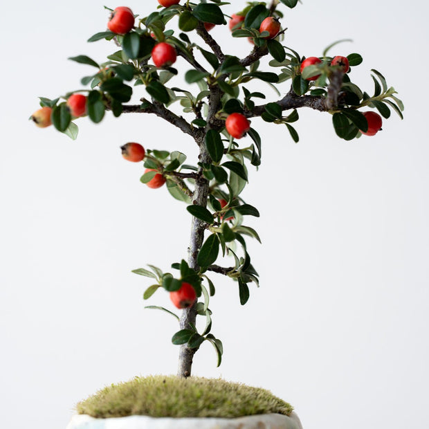 枝先に可愛らしい実をいっぱいつけます