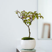 季節の移ろいを感じる、儚さと彩りのコムラサキ