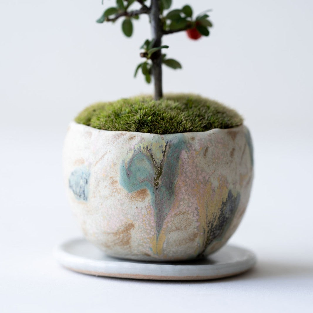 石木花 カマツカコケモモ（受け皿セット） ギフトにも最適なミニ盆栽