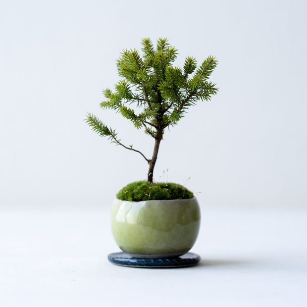 鉢色：うぐいす<br>高さ：約16㎝　幅：約11㎝