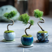 石木花　銀八房ゴヨウマツ