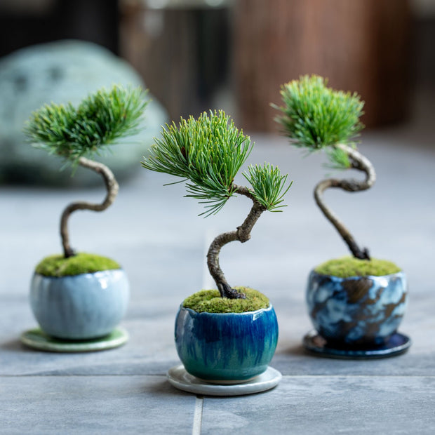 石木花　銀八房ゴヨウマツ