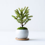 鉢色：白<br>高さ：約16㎝　幅：約11㎝