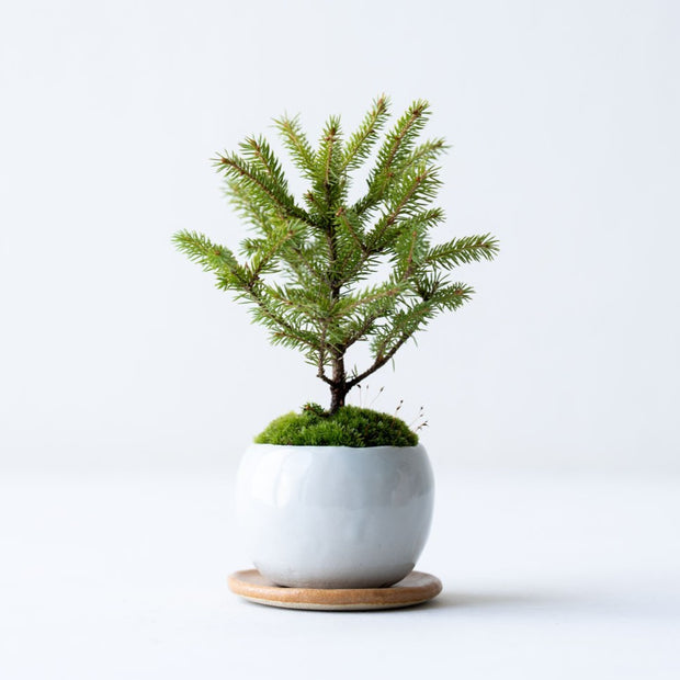 鉢色：白<br>高さ：約16㎝　幅：約11㎝