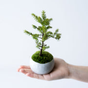 鉢色：白<br>高さ：約16㎝　幅：約11㎝