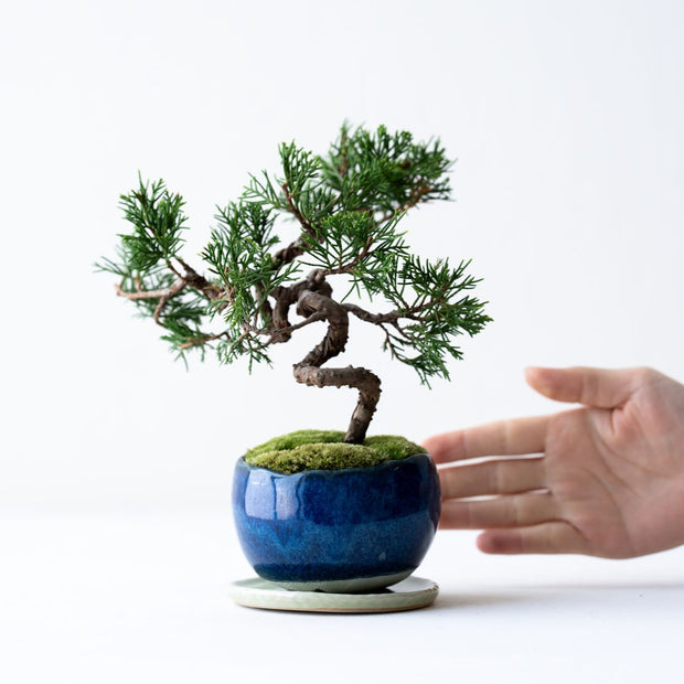 鉢色：藍（高さ：約26㎝　幅：約18㎝）