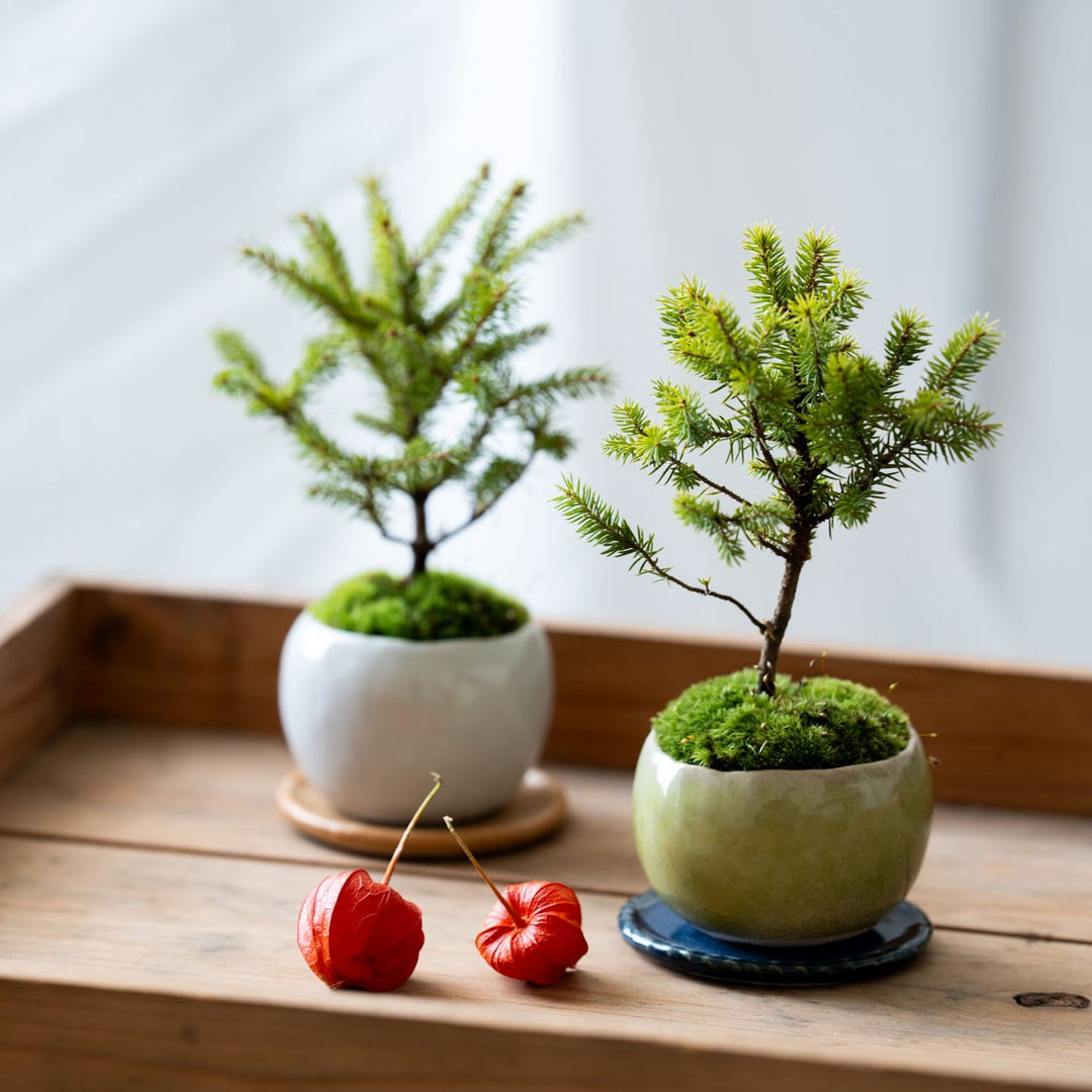 石木花 エジマツ（受け皿セット） ギフトにも最適なミニ盆栽 – By Emotion