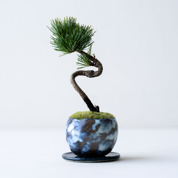 鉢色：黒海（高さ：約21㎝  幅：約12㎝）