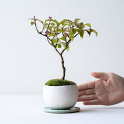 鉢色：白陶<br>高さ：約26㎝　幅：約18㎝