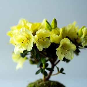 春になると黄色お花を咲かせます