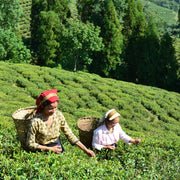 ダージリン有数のオーガニック茶園　サマビオン