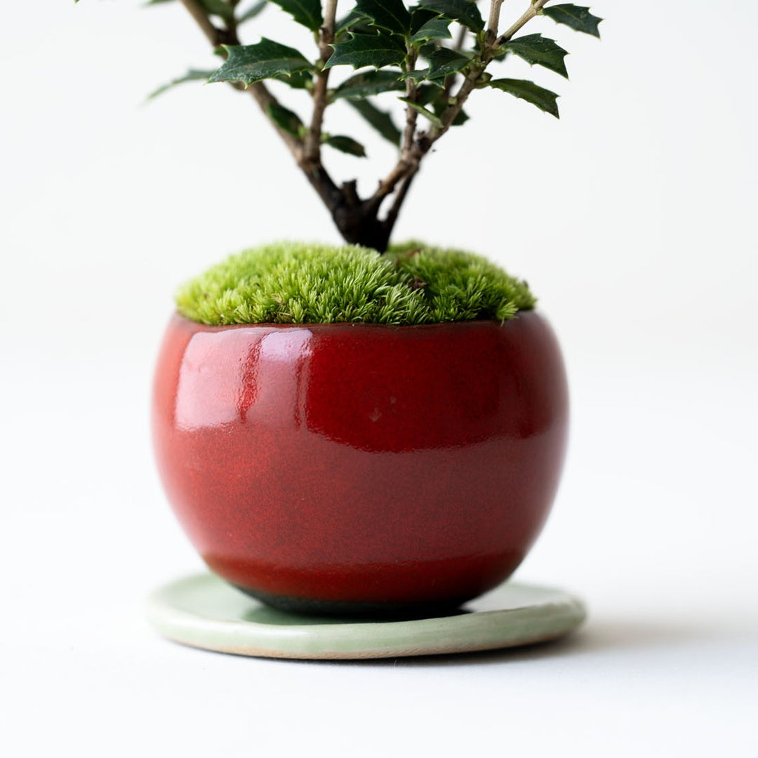 石木花 ヒイラギ 香り姫 ギフトにも最適なミニ盆栽 – By Emotion