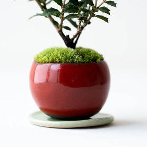 石木花 ヒイラギ 香り姫 ギフトにも最適なミニ盆栽 – By Emotion