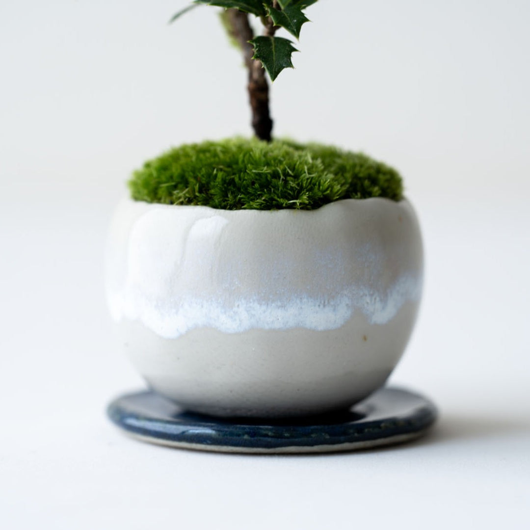 石木花 ヒイラギ 香り姫 ギフトにも最適なミニ盆栽 – By Emotion