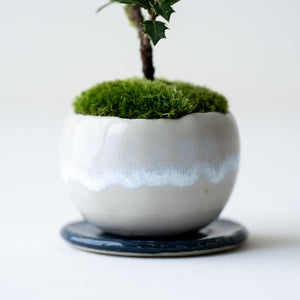 石木花 ヒイラギ 香り姫 ギフトにも最適なミニ盆栽 – By Emotion