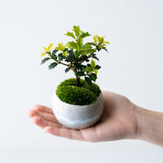 鉢色：淡雪<br>高さ：約15㎝　幅：約11㎝