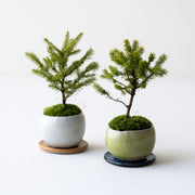 受け皿もセットでお届けします<br>※鉢色とマッチした違和感のない色をランダムにセレクトいたします