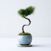 鉢色：萩（高さ：約21㎝  幅：約12㎝）