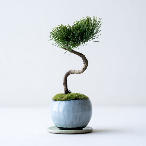 鉢色：萩（高さ：約21㎝  幅：約12㎝）