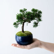 鉢色：藍（高さ：約26㎝　幅：約18㎝）