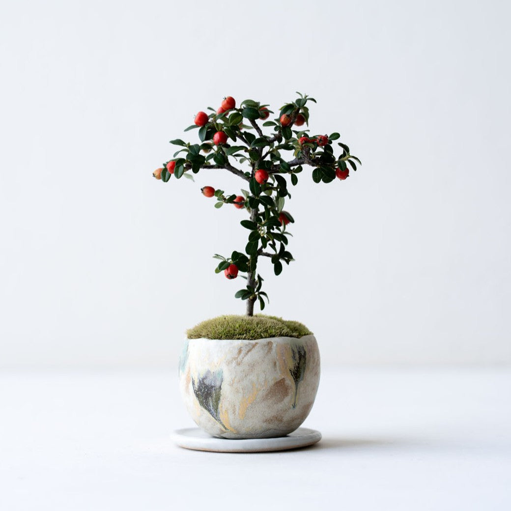 石木花 カマツカコケモモ（受け皿セット） ギフトにも最適なミニ盆栽