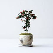 鉢色：野山<br>高さ：約19㎝　幅：約12㎝