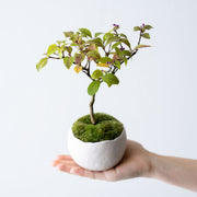 鉢色：白陶<br>高さ：約26㎝　幅：約18㎝