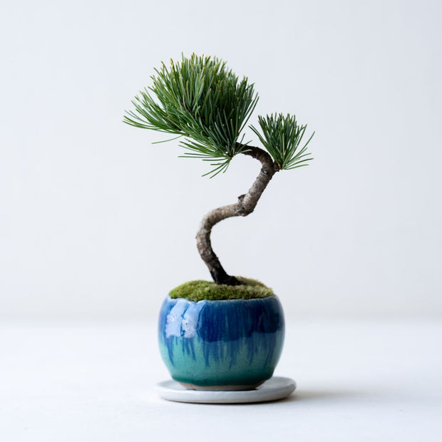 鉢色：流氷（高さ：約21㎝  幅：約12㎝）