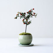 鉢色：若草<br>高さ：約19㎝　幅：約12cm