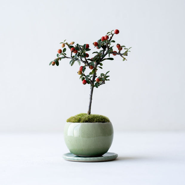 鉢色：若草<br>高さ：約19㎝　幅：約12cm