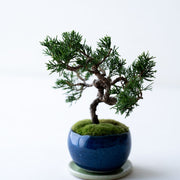 静謐な自然の一瞬を切り取ったような佇まい