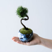 鉢色：黒海（高さ：約21㎝  幅：約12㎝）