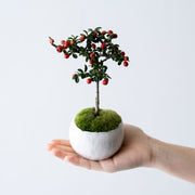 鉢色：白結晶<br>高さ：約19㎝　幅：約12㎝