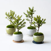 しなやかな上品さを宿すエゾマツ