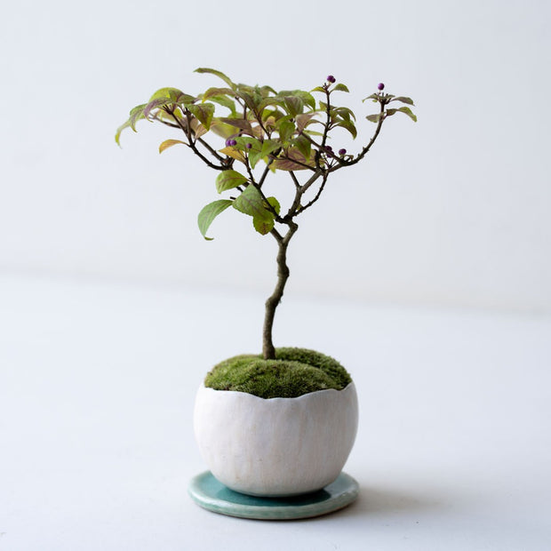 鉢色：白陶<br>高さ：約26㎝　幅：約18㎝