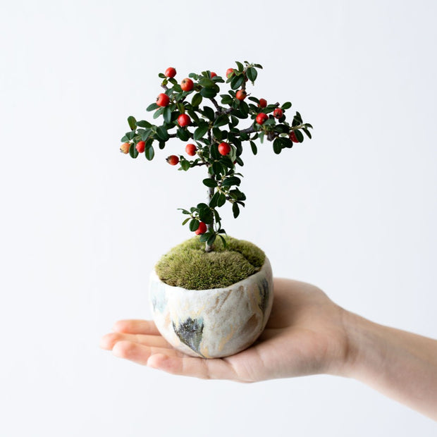 鉢色：野山<br>高さ：約19㎝　幅：約12cm