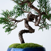 しなやかに折れ、うねりを描く幹