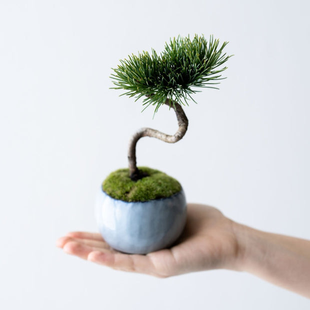 鉢色：萩（高さ：約21㎝  幅：約12㎝）