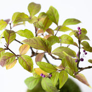 10〜11月頃にかけて鮮やかな紫の実をつけます