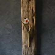 水仙　金の葉<br>長さ約22cm