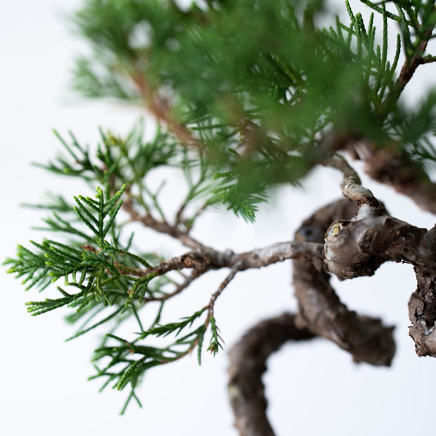 細やかに広がる枝葉