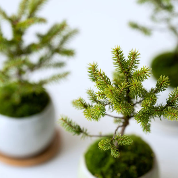 不老不死の象徴とされる縁起ものの松盆栽